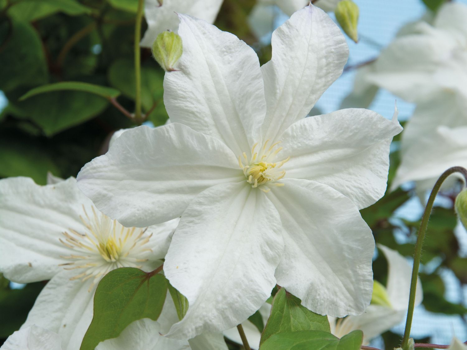 Waldrebe 'Snow Storm' - Clematis 'Snow Storm'