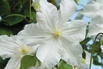 Waldrebe 'Snow Storm' - Clematis 'Snow Storm'