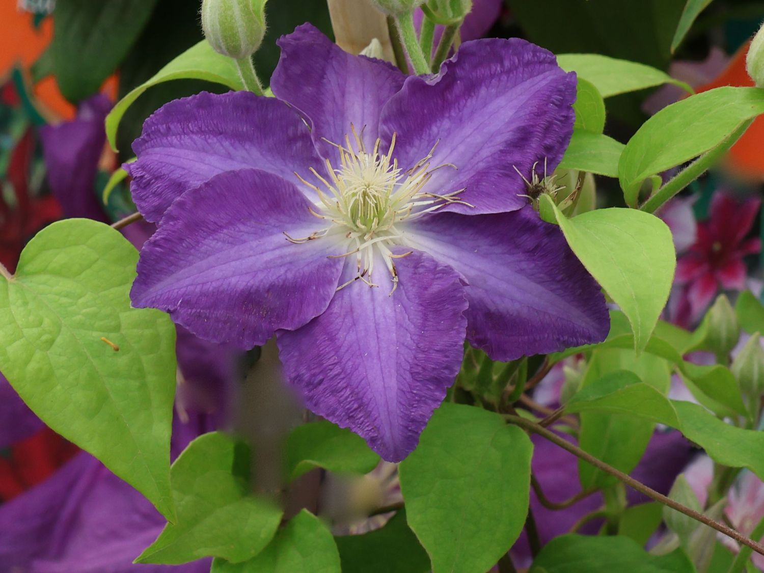 Waldrebe 'Stefan Franczak'