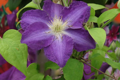 Waldrebe 'Stefan Franczak' - Clematis 'Stefan Franczak'