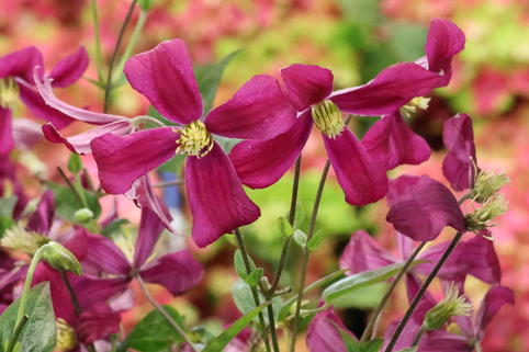 Waldrebe 'Strawberry Fields' - Clematis 'Strawberry Fields'