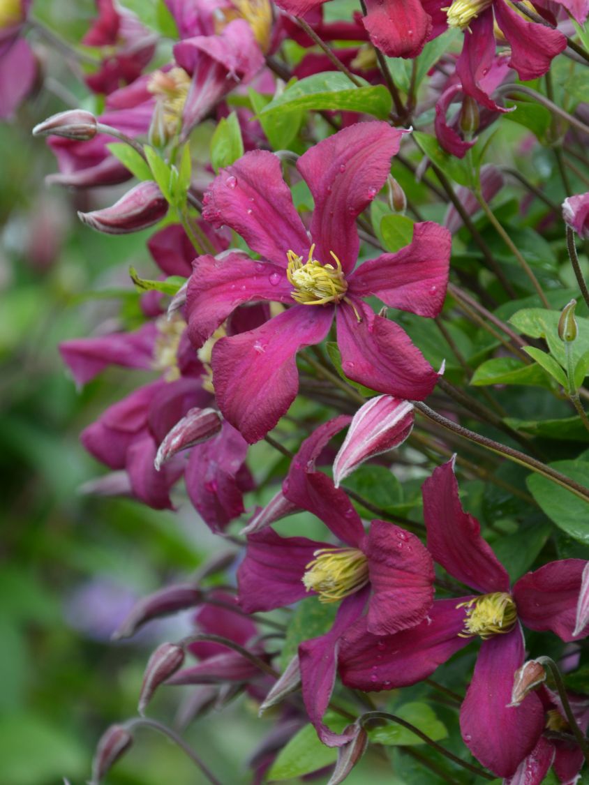 Waldrebe 'Strawberry Fields' - Clematis 'Strawberry Fields'