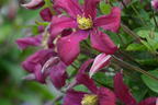 Waldrebe 'Strawberry Fields' - Clematis 'Strawberry Fields'