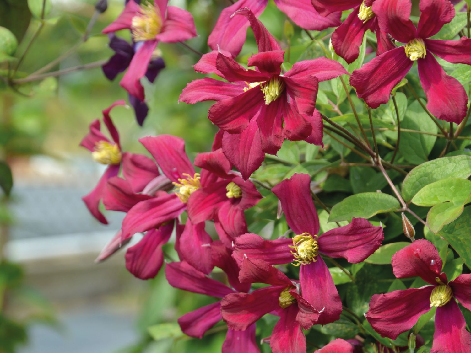 Waldrebe 'Strawberry Fields' - Clematis 'Strawberry Fields'