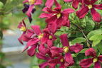 Waldrebe 'Strawberry Fields' - Clematis 'Strawberry Fields'