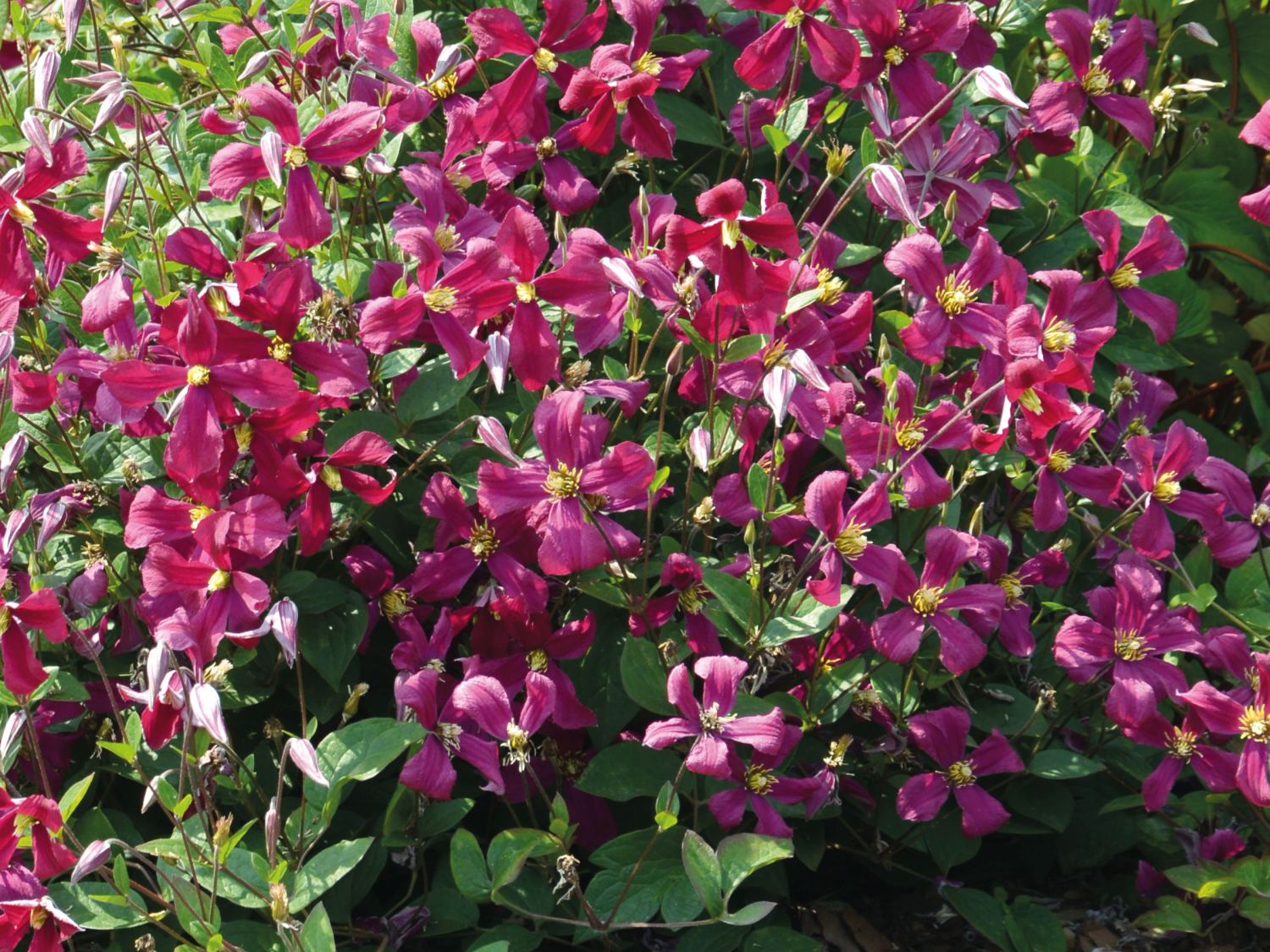 Waldrebe 'Strawberry Fields' - Clematis 'Strawberry Fields'
