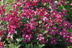 Waldrebe 'Strawberry Fields' - Clematis 'Strawberry Fields'