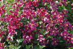 Waldrebe 'Strawberry Fields' - Clematis 'Strawberry Fields'