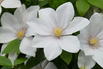 Waldrebe 'Sweet Morning' - Clematis 'Sweet Morning'