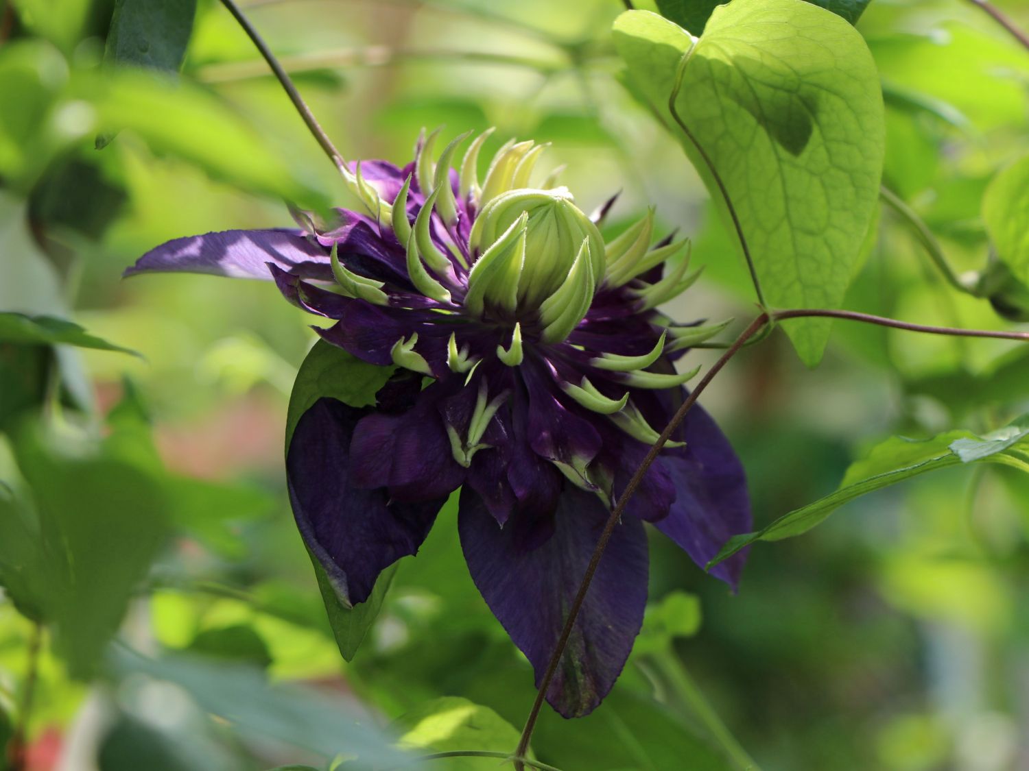 Waldrebe 'Taiga' ® - Clematis 'Taiga' ®