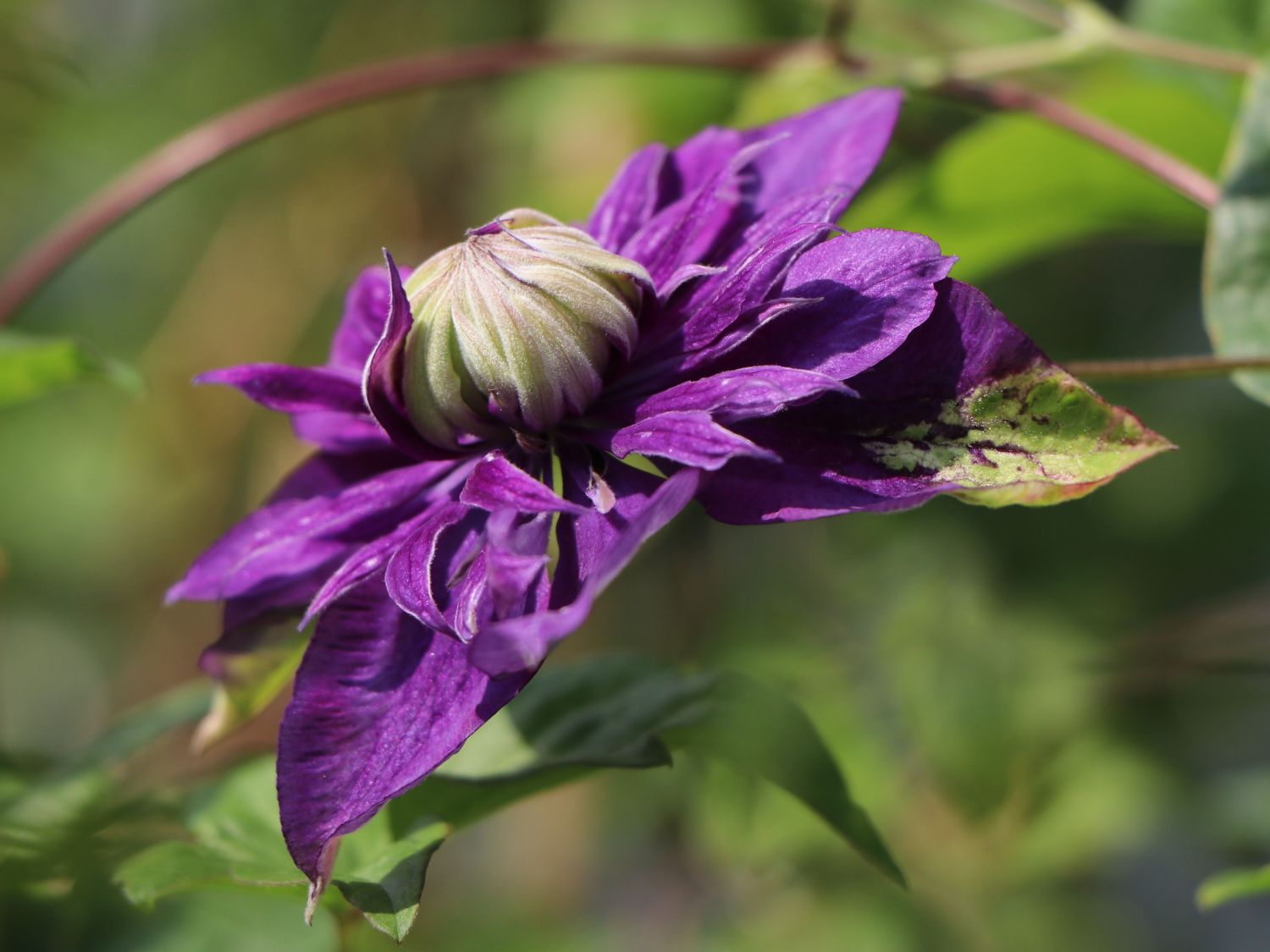 Waldrebe 'Taiga' ® - Clematis 'Taiga' ®