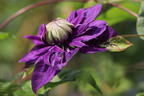 Waldrebe 'Taiga' ® - Clematis 'Taiga' ®