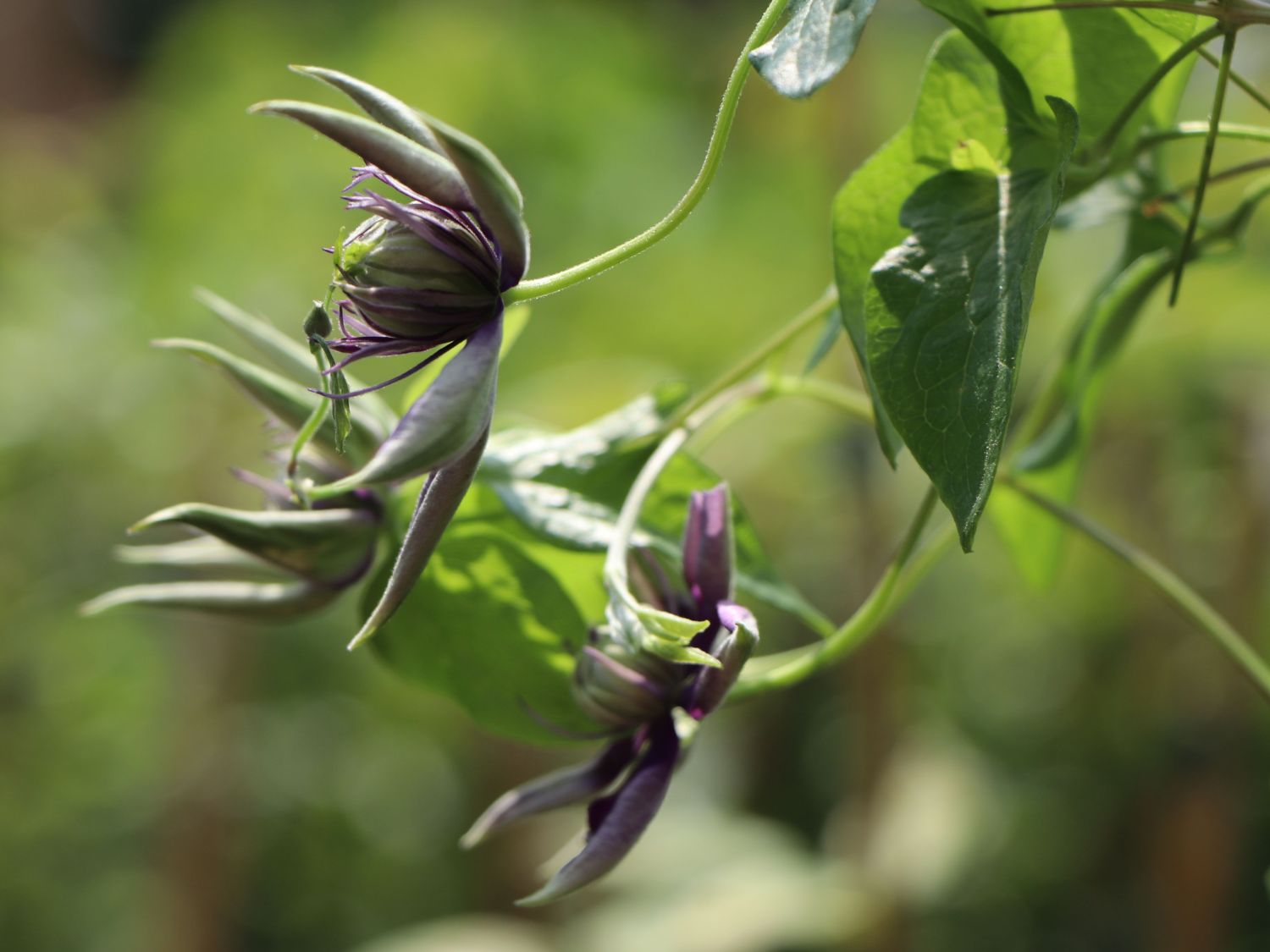 Waldrebe 'Taiga' ® - Clematis 'Taiga' ®