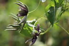 Waldrebe 'Taiga' ® - Clematis 'Taiga' ®