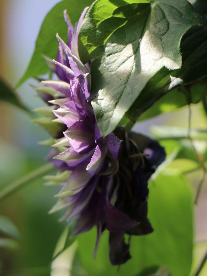 Waldrebe 'Taiga' ® - Clematis 'Taiga' ®