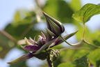 Waldrebe 'Taiga' ® - Clematis 'Taiga' ®