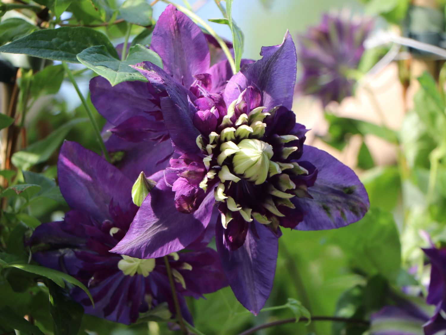 Waldrebe 'Taiga' ® - Clematis 'Taiga' ®