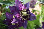 Waldrebe 'Taiga' ® - Clematis 'Taiga' ®