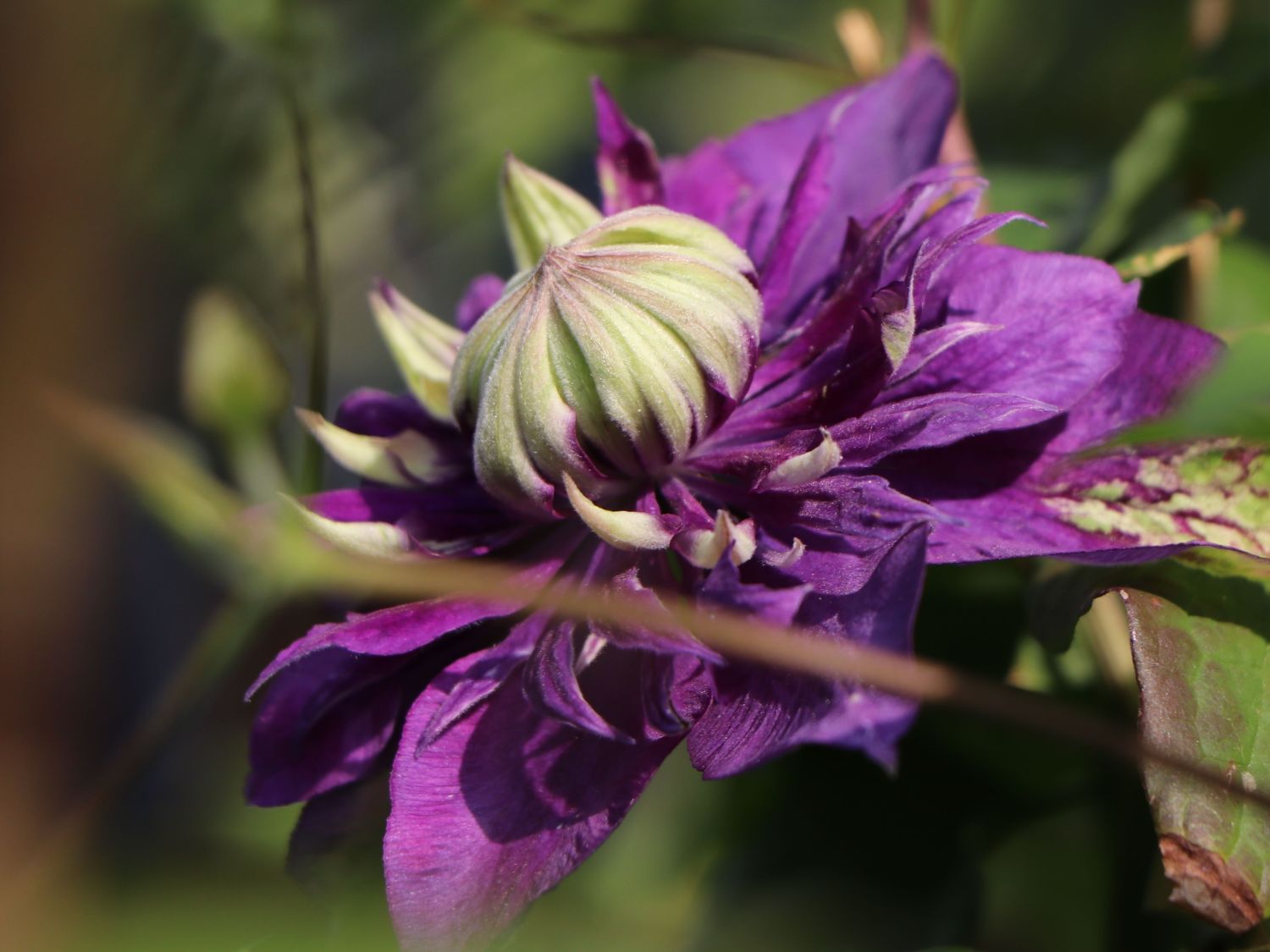 Waldrebe 'Taiga' ® - Clematis 'Taiga' ®
