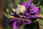 Waldrebe 'Taiga' ® - Clematis 'Taiga' ®