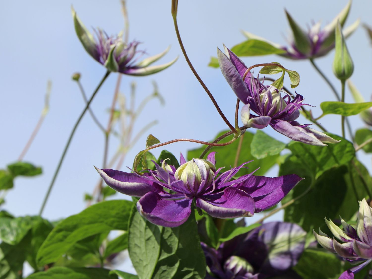 Waldrebe 'Taiga' ® - Clematis 'Taiga' ®