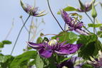 Waldrebe 'Taiga' ® - Clematis 'Taiga' ®