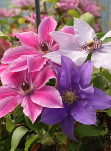 Waldrebe 'Blüten-Dreiklang'