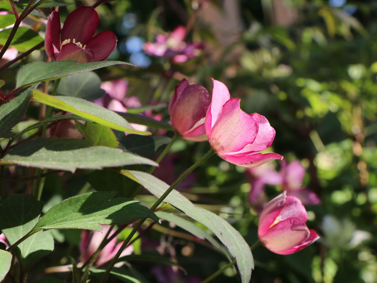 Waldrebe 'Van Gogh' - Clematis montana 'Van Gogh'