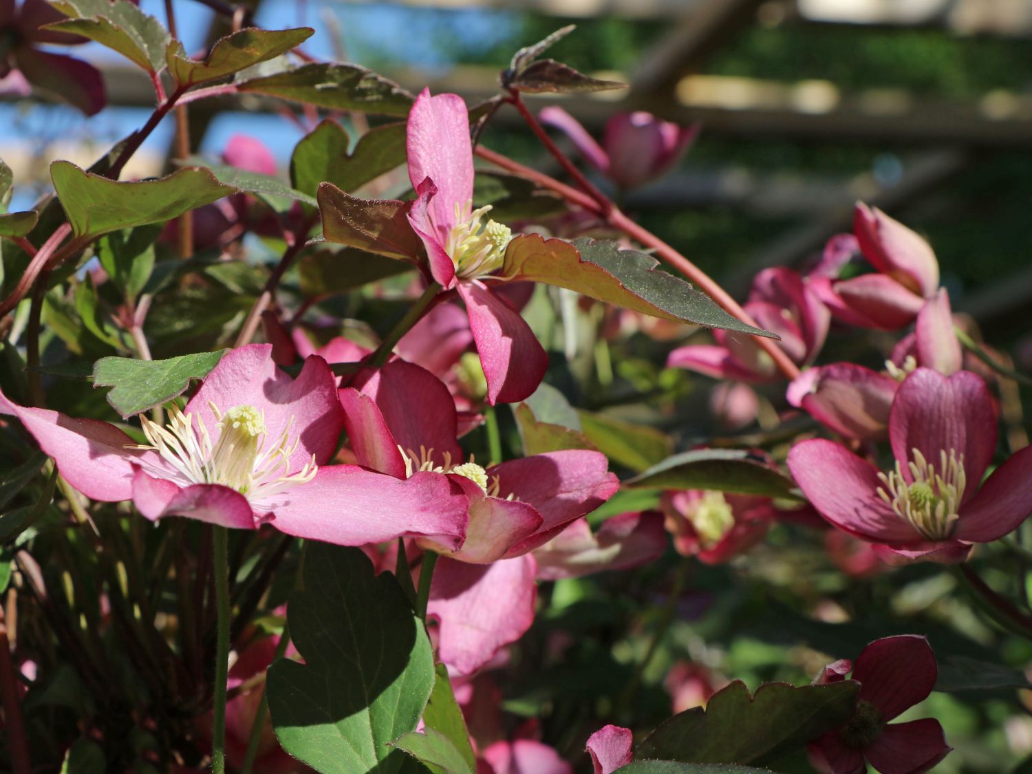 Waldrebe 'Van Gogh' - Clematis montana 'Van Gogh'
