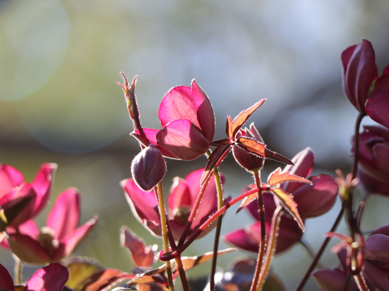 Waldrebe 'Van Gogh' - Clematis montana 'Van Gogh'