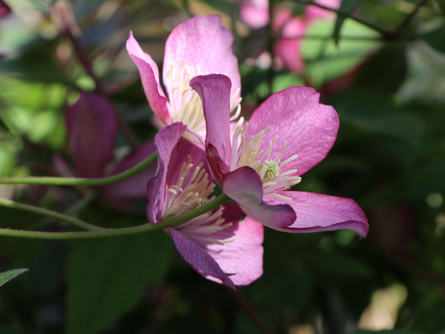 Waldrebe 'Van Gogh' - Clematis montana 'Van Gogh'