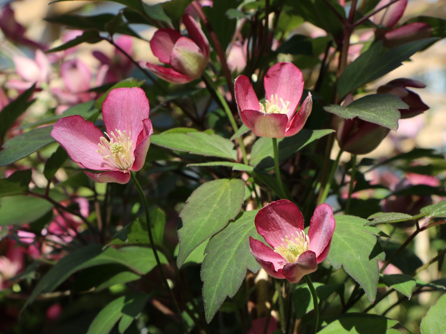 Waldrebe 'Van Gogh' - Clematis montana 'Van Gogh'