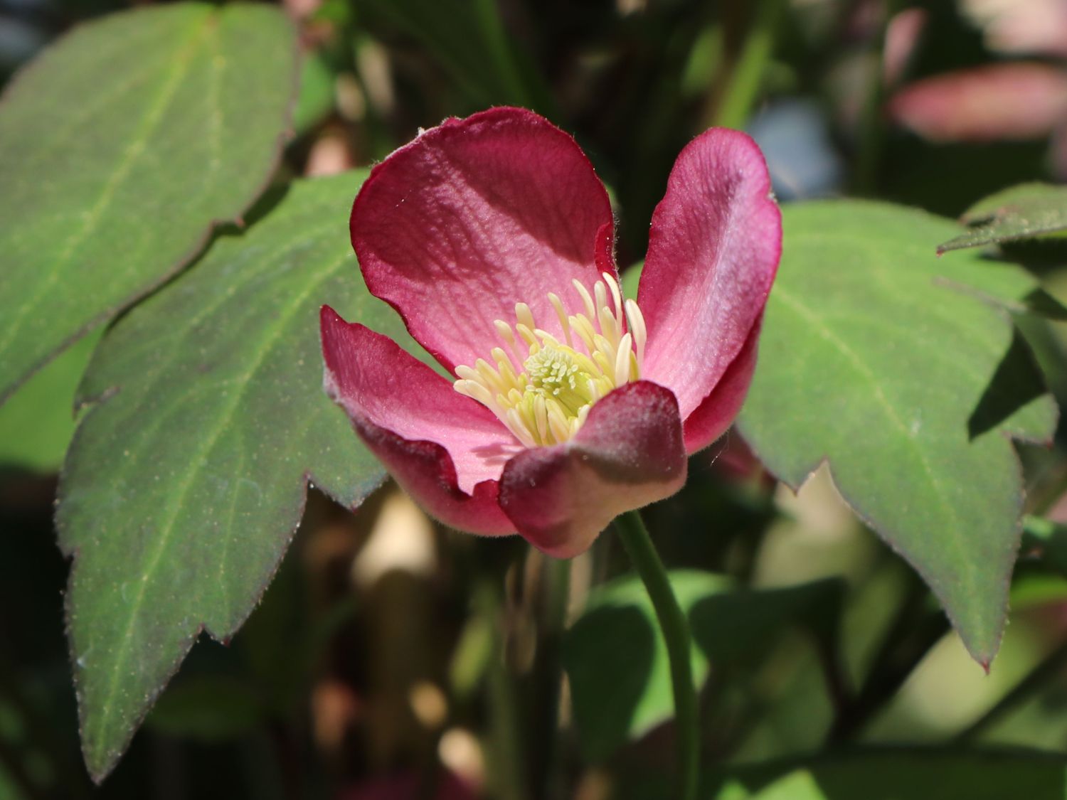 Waldrebe 'Van Gogh' - Clematis montana 'Van Gogh'