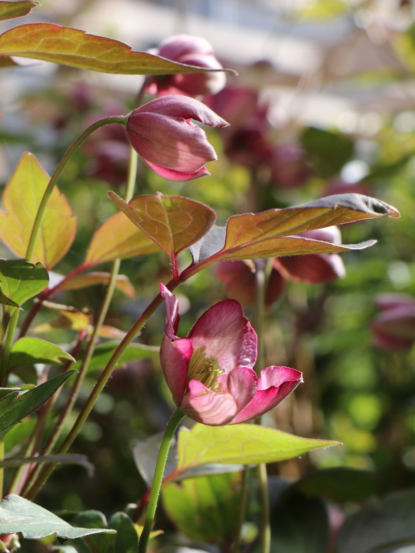 Waldrebe 'Van Gogh' - Clematis montana 'Van Gogh'