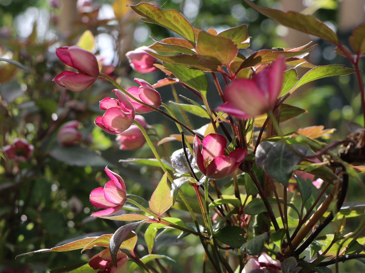 Waldrebe 'Van Gogh' - Clematis montana 'Van Gogh'