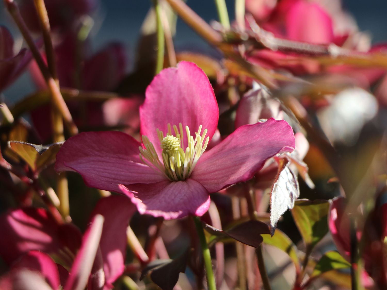 Waldrebe 'Van Gogh' - Clematis montana 'Van Gogh'
