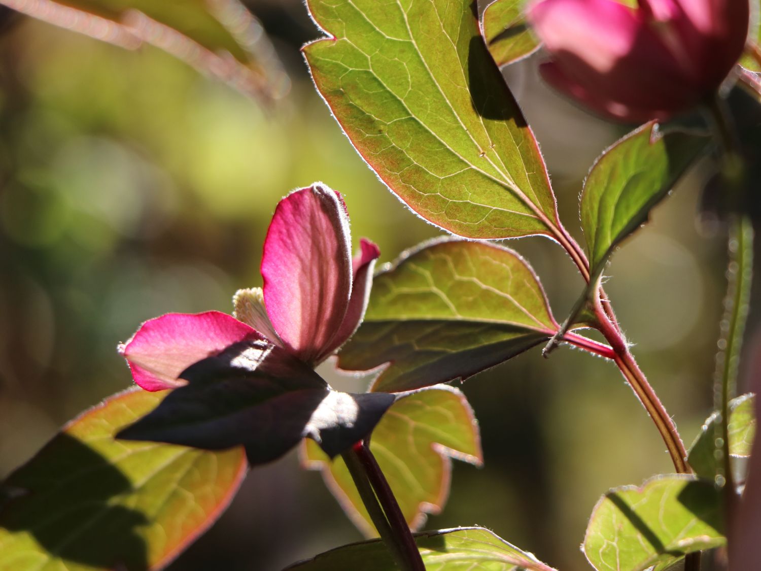 Waldrebe 'Van Gogh' - Clematis montana 'Van Gogh'