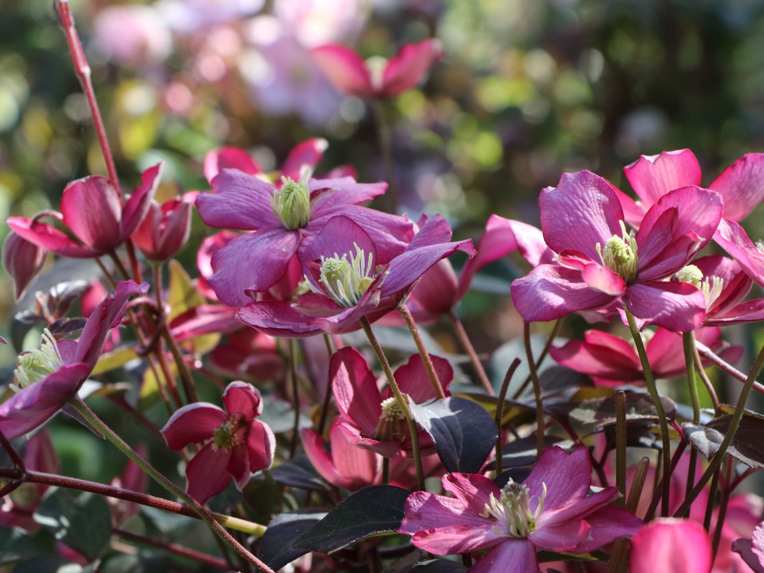 Waldrebe 'Van Gogh' - Clematis montana 'Van Gogh'