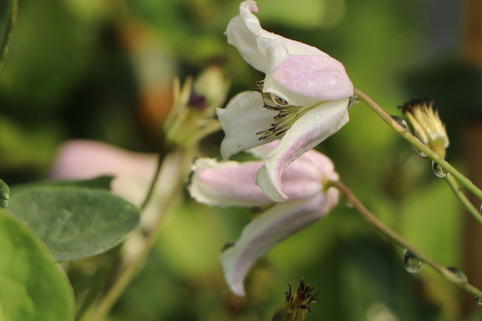 Waldrebe / Vasevine 'Elf' - Clematis viorna 'Elf'