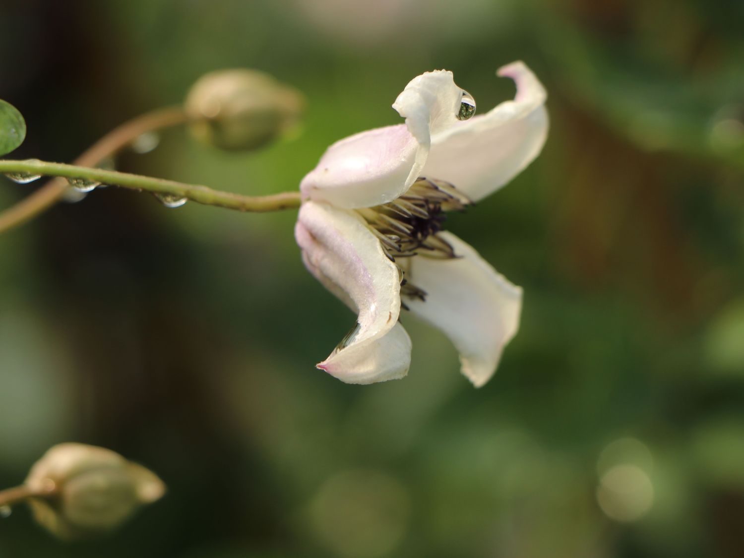 Waldrebe / Vasevine 'Elf' - Clematis viorna 'Elf'