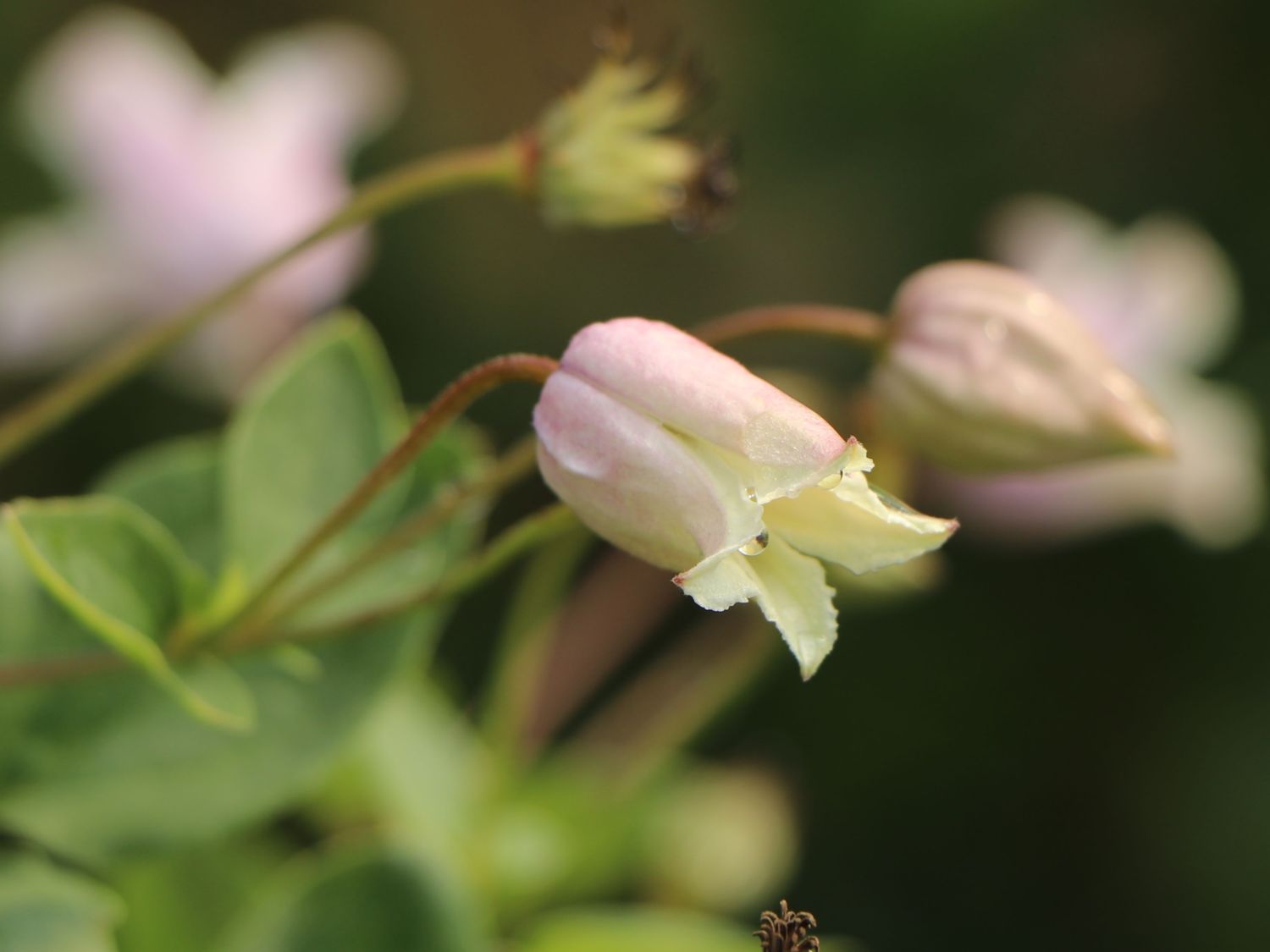 Waldrebe / Vasevine 'Elf' - Clematis viorna 'Elf'
