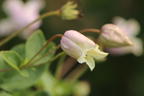 Waldrebe / Vasevine 'Elf' - Clematis viorna 'Elf'