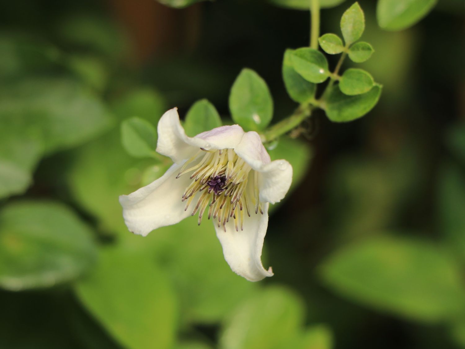 Waldrebe / Vasevine 'Elf' - Clematis viorna 'Elf'