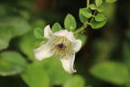 Waldrebe / Vasevine 'Elf' - Clematis viorna 'Elf'
