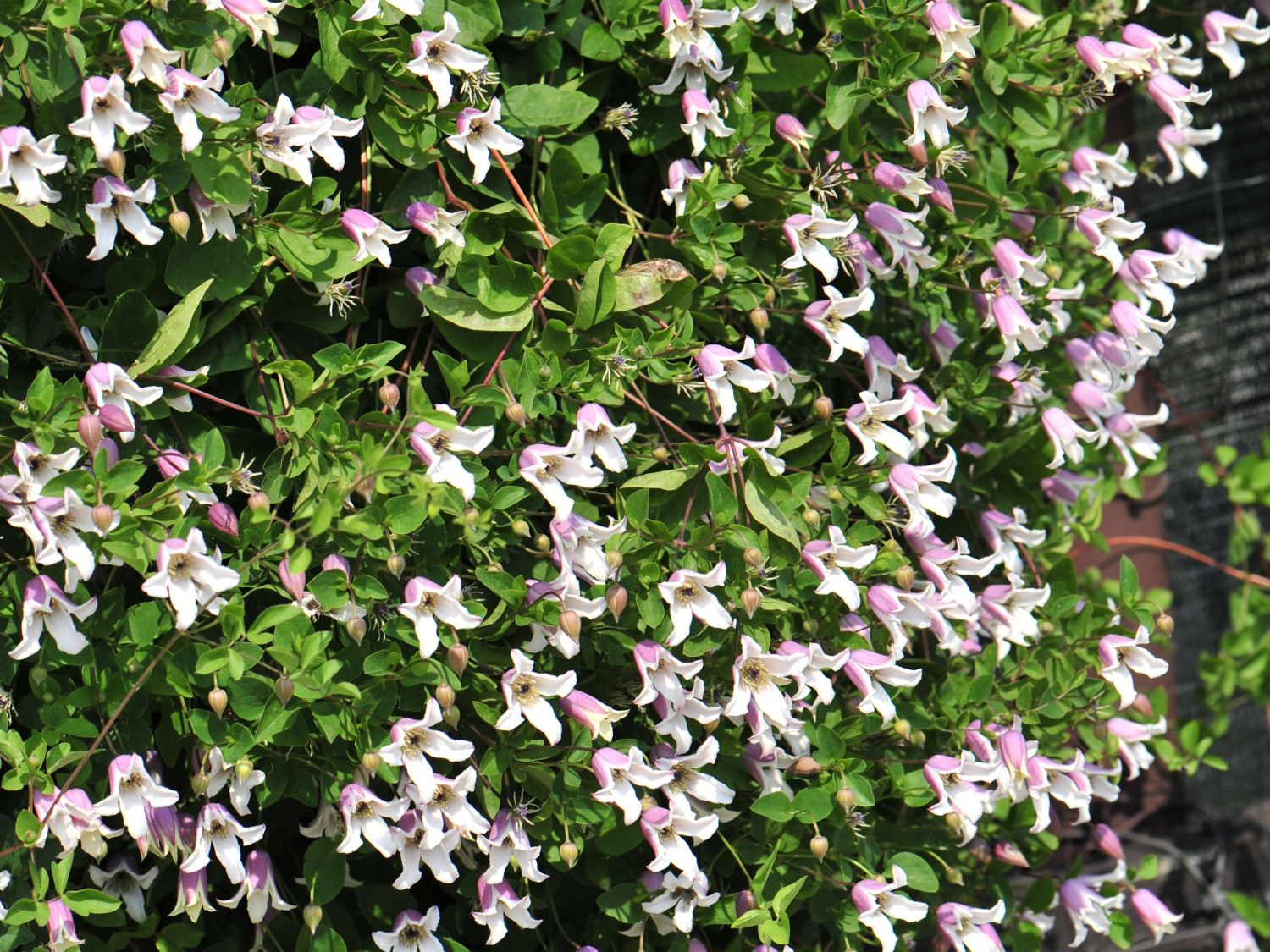 Waldrebe / Vasevine 'Elf' - Clematis viorna 'Elf'