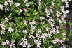Waldrebe / Vasevine 'Elf' - Clematis viorna 'Elf'
