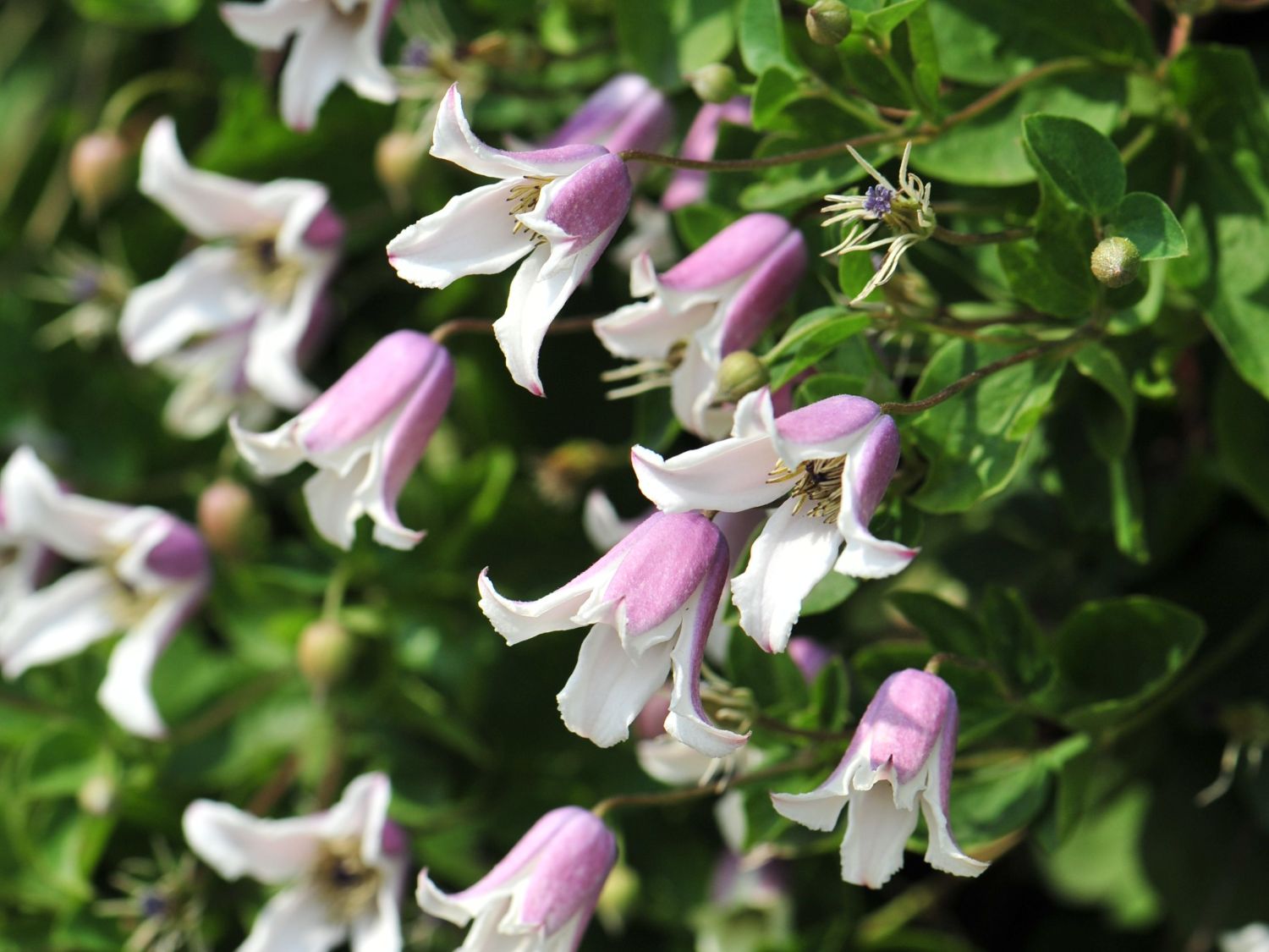 Waldrebe / Vasevine 'Elf' - Clematis viorna 'Elf'