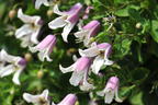 Waldrebe / Vasevine 'Elf' - Clematis viorna 'Elf'