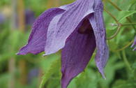 Waldrebe 'Violet Lampion' ('Orion')