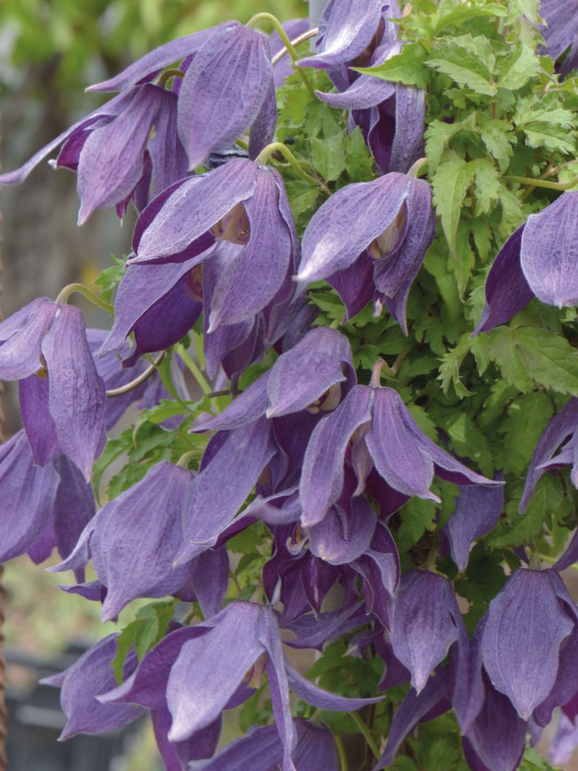 Waldrebe 'Violet Lampion' ('Orion') - Clematis 'Violet Lampion' ('Orion')